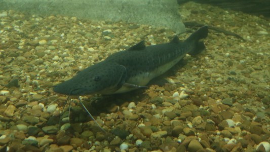 Santa Fe establece la veda para la pesca de surubí