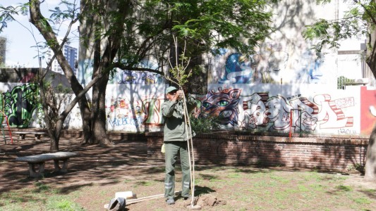 Santa Fe: cómo solicitar la forestación urbana en tu barrio