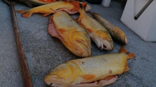 Santa Fe prohíbe la exportación de pescado de río hasta octubre de 2026