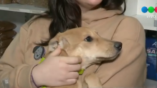 Super Amigos: el proyecto que une amor, solidaridad y paseos para perros rescatados