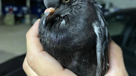 Insólito hallazgo en Coronda: una paloma tenía atado un celular en una de sus patas