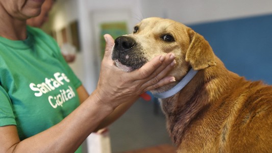 El Imusa realizó más de 6500 atenciones veterinarias en el mes de octubre