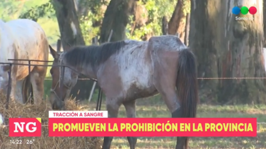 Tracción a sangre: promueven la prohibición en la provincia
