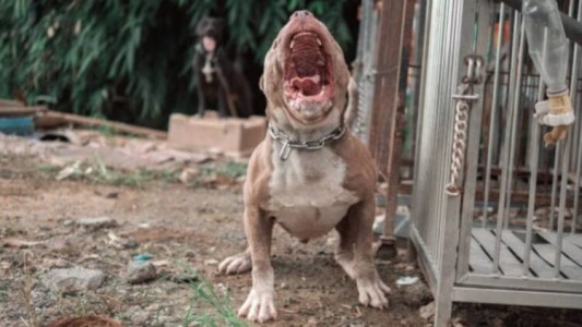 Proponen crear un registro de perros de más de 25 kilos