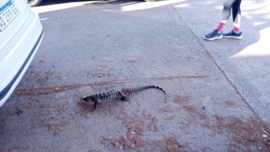 Encontraron a una iguana dentro de un auto en Guadalupe