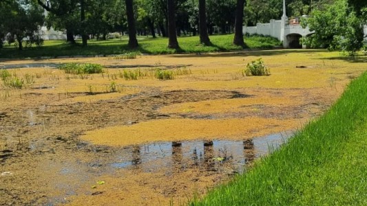El municipio retirará los "repollitos de agua" del parque "Juan De Garay"