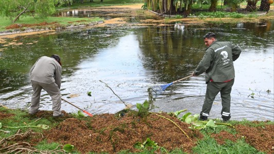 El municipio comenzó  la limpieza de los lagos del parque Garay
