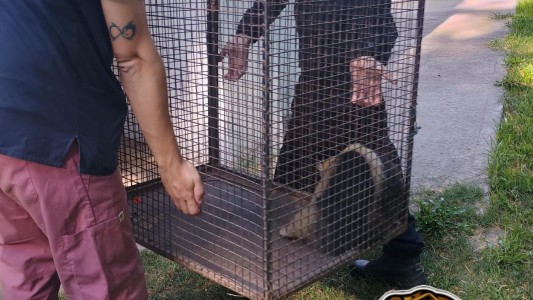 Rescataron a un oso melero en la zona de vías de Laguna Paiva