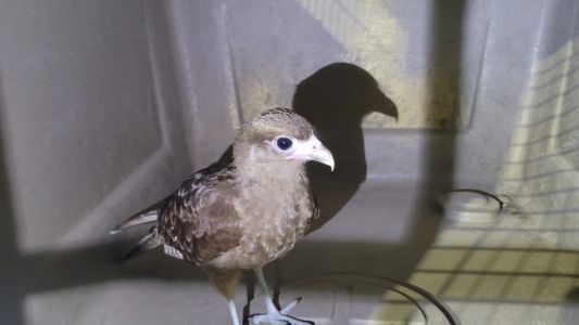 Rescataron animales en distintas casas de la ciudad de Santa Fe