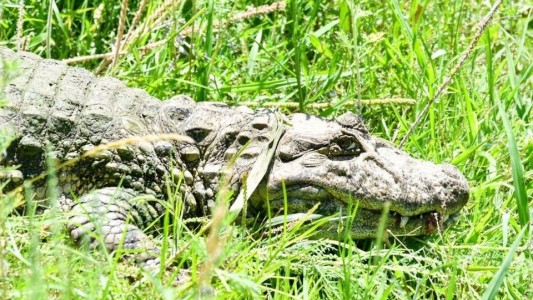 Liberaron en Santa Fe a “Ricardito”, un yacaré overo tras más de diez años en cautiverio