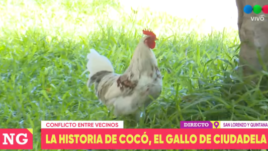La historia de Cocó: el gallo que fue baleado, pero goza de buena salud