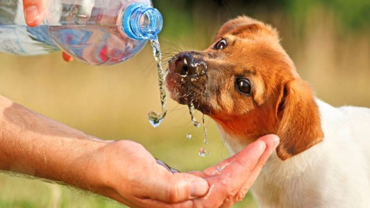 Golpes de calor en mascotas: cómo prevenirlos y detectarlos a tiempo