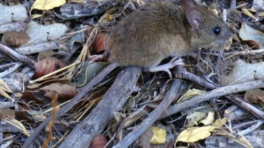 Alarma en Salta: 12 casos de hantavirus y cinco fallecidos