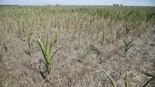 Se prorrogó la emergencia agropecuaria por sequía en el norte provincial