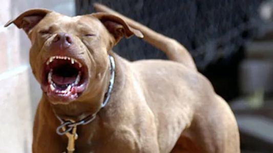 Un pitbull atacó a una niña de 8 años en barrio Santa Rosa de Lima