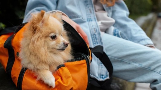 Habilitan el traslado de mascotas en micros y trenes de larga distancia