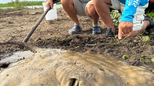 Pescaron una raya gigante y la devolvieron al Río Coronda en Sauce Viejo