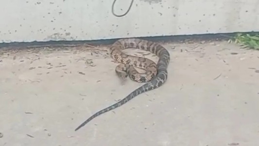 Rescatan serpiente ñacaniná de dos metros en el Parque del Sur
