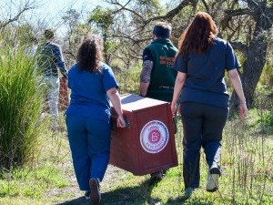 Biodiversidad: se concretaron más de 500 liberaciones de fauna silvestre en 2025
