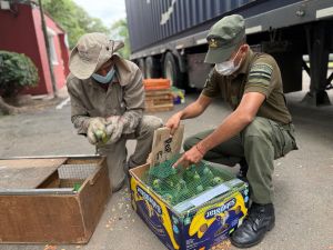 Rescataron a más de 500 animales silvestres tras operativo