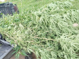 Secuestraron planta de marihuana en Santo Tomé