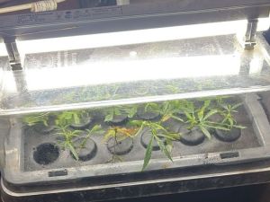 Lo denunciaron por violencia y hallaron plantas de cannabis en su casa