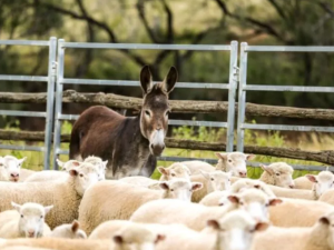 Carne de burro en Santa Fe: la Sociedad Rural ve viable su producción como alternativa