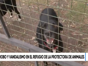 Entraron armados a una protectora, amenazaron a cuidadores y robaron alimento