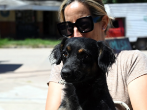 Castraciones gratuitas en barrio La Tablada: cómo acceder a la campaña este sábado