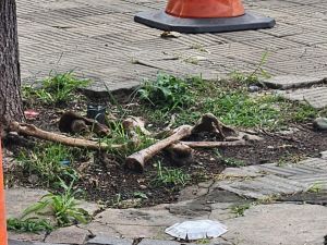 Hallaron restos óseos en el macrocentro de Santa Fe y trabaja la PDI para determinar su origen