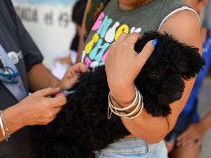 Campaña gratuita de vacunación antirrábica en Santa Fe: habrá más de 60 puntos en abril