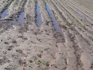 El cinturón hortícola se encuentra en emergencia por las lluvias