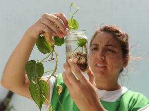 Dengue: sin cambios en la cantidad de barrios que cuentan con la presencia del vector