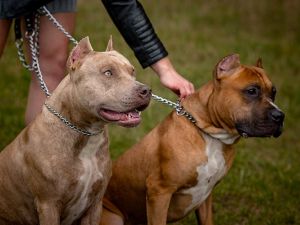 Inició el chipeo de perros potencialmente peligrosos: cómo funciona el Programa Huellas