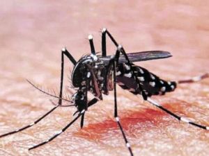 Primer caso de chikungunya en Santa Fe: crecen los contagios en el país