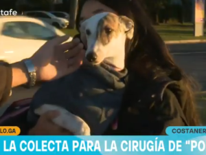 La historia de “Pomelo”, el galgo rescatado que lucha por recuperarse
