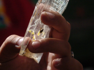 Detectaron mosquitos transmisores del dengue en 26 barrios de Santa Fe