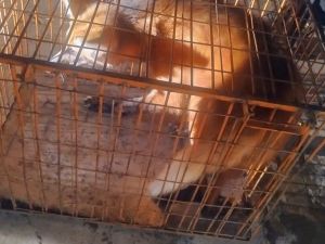 Monte Vera: apareció un aguará guazú en el garage de una casa