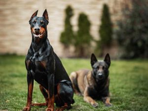 Endurecen las sanciones por maltrato animal: multas y trabajo comunitario