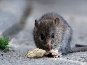 Hantavirus: qué se necesita saber y cuales son las recomendaciones para prevenir la enfermedad