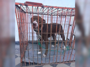 Rescataron a un pitbull víctima de maltrato animal: un hombre fue imputado