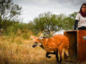 Más de 900 animales ya fueron devueltos a la naturaleza en 2026