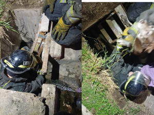 Rescate animal: los bomberos salvaron a un perro de una alcantarilla