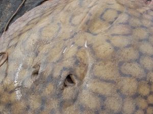 Documentaron el recorrido de una raya gigante a través del Río Paraná: recorrió más de 170 kilómetros