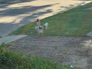 Barrio Ciudadela: cansado de escucharlo cantar, un vecino le disparó a un gallo