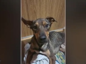 Piden ayuda para salvar a "Isma", un perro rescatado que necesita una cirugía urgente