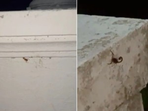 Alerta por la aparición de alacranes en la Costanera Oeste de Santa Fe