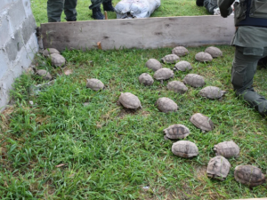 Santa Fe: interceptan transporte con animales silvestres ocultos en cajas