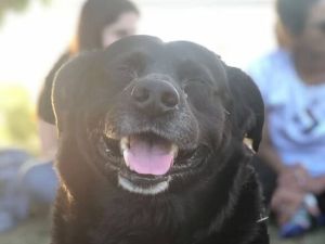 El Tribunal de Faltas sancionó al dueño del pitbull que mató a “Garrafa”