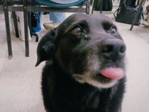 El Municipio confirmó que sancionará al dueño del pitbull que mató a “Garrafa”